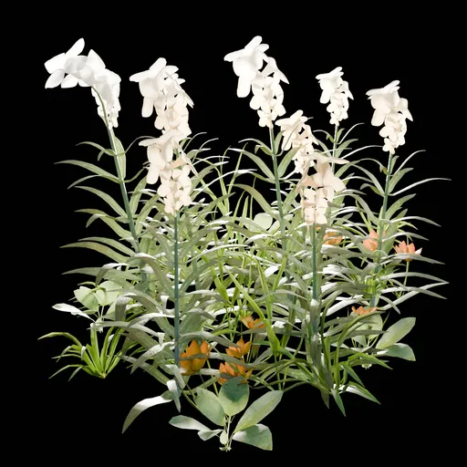 Garden and Yard Plants
