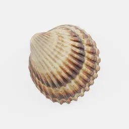 "Photoscanned seashell 3D model rendered in photorealistic style on a white surface with bracts and mist filters. Created in Blender 3D from over 200 photos. Perfect for environment elements in Blender 3D projects."