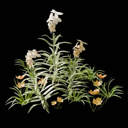 Garden and Yard Plants