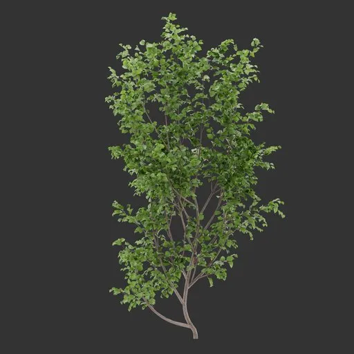 Single Ivy Wall Bush Plant