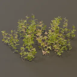 Geum Urbanum Weed Herbal Plant Large