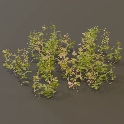 Geum Urbanum Weed Herbal Plant Large