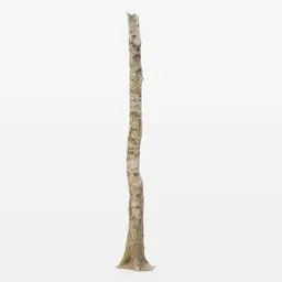 Alt text: "Birch tree trunk 3D model, scanned in a forest using Photoscan. Perfect for creating realistic forest scenes in Blender 3D. PBR textures and mossy details included."