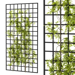 Ivy Wall Grid Plant