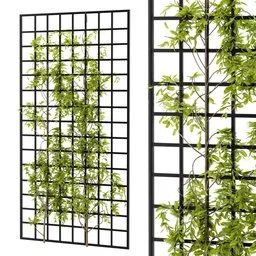Ivy Wall Grid Plant