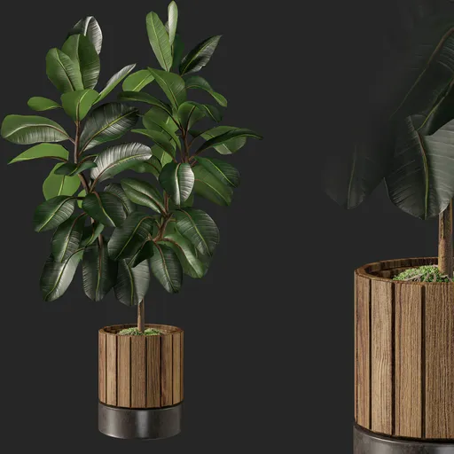 Plant