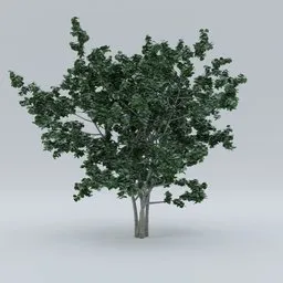 Small garden tree