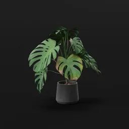 Monestera Plant Large Potted