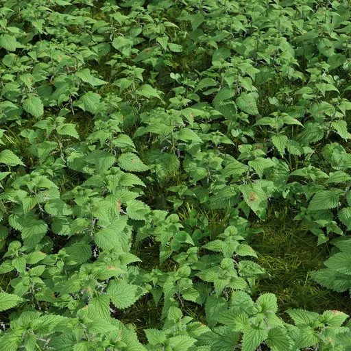 Highly detailed 3D model texture of mixed wild grass and nettle, optimized for Blender, great for rendering large natural scenes.