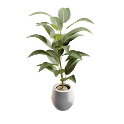"Modular ficus plant in white ceramic pot, with realistic dark green leaves and soil, 3D model for Blender 3D software."