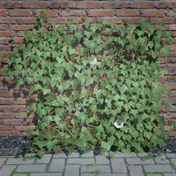 Realistic 3D ivy model for Blender, ideal for game assets or virtual scene enhancement.