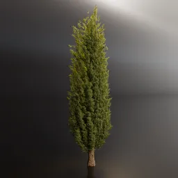 Tree Thuja Cedar