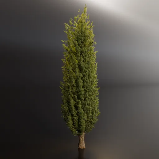 Detailed 3D evergreen thuja model, perfect for architectural visualization and park design, with textured foliage and bark.