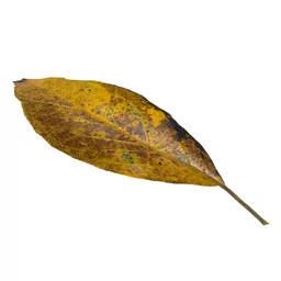Leaves
