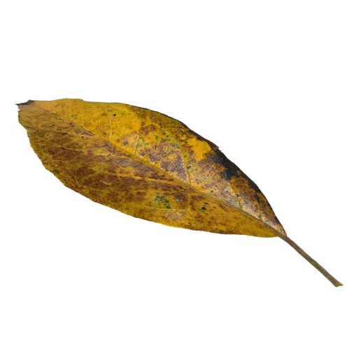 Leaves