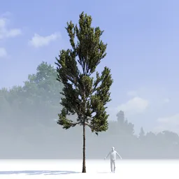 Coniferous Tree