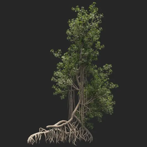 Mangrove Tree + animation
