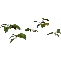 Weed Plant 02