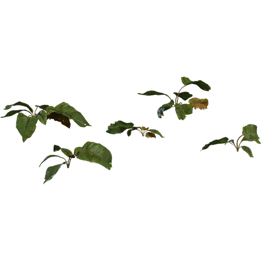 Weed Plant 02