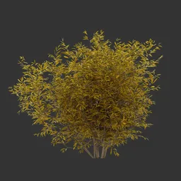 Bush Autumn Plant AQ