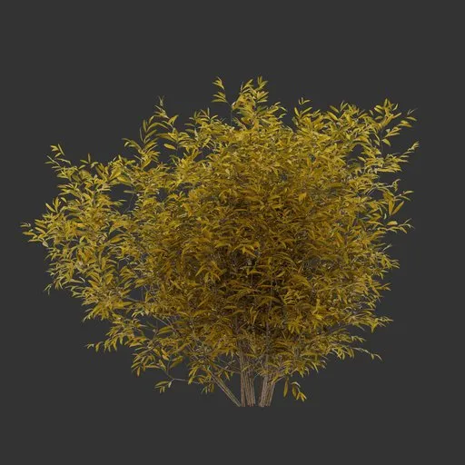 Bush Autumn Plant