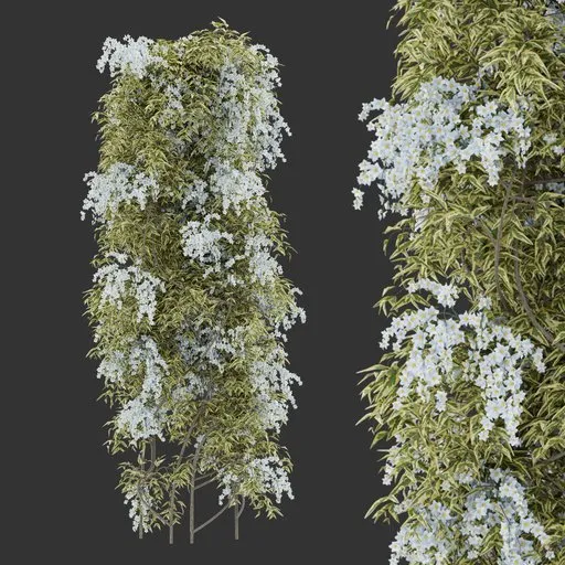 Flowering Column Climber Plant