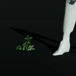 Gumbo Limbo Sprout Var