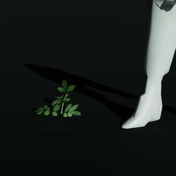 Gumbo Limbo Sprout Var