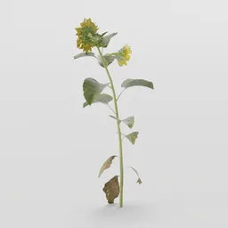Samll Sunflower Plant
