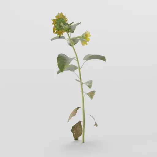 Samll Sunflower Plant