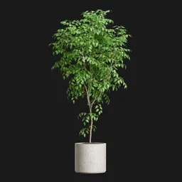 Weeping Fig Plant in Concrete Pot