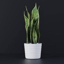 Indoor Plant with Vase