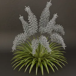 SJ-Starlit Dream Shrub