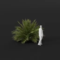 Date Palm Tree Bushy