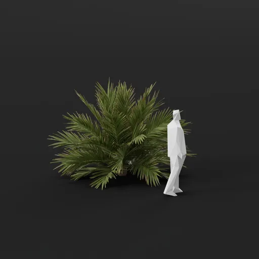 Date Palm Tree Bushy