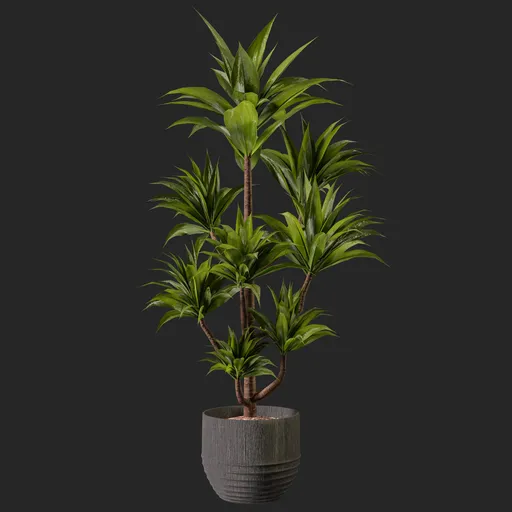 Palm plant