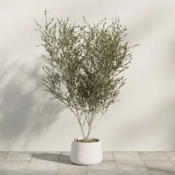 Minimal Potted Olive Tree
