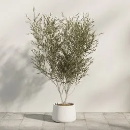 Minimal Potted Olive Tree