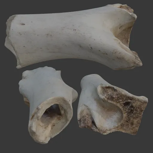 Bone broken