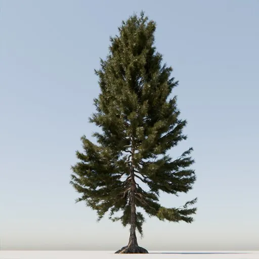 Coniferous Tree