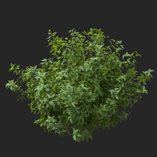 simple bush