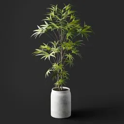 Potted Bamboo