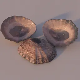 Shells Pearly Inside