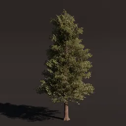 Highly detailed large American Alder 3D tree model with realistic textures for Blender rendering and animation.