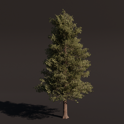 Highly detailed large American Alder 3D tree model with realistic textures for Blender rendering and animation.
