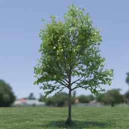 Tree Acer Buergerianum animated