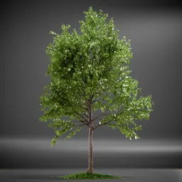 Tree Trident Maple animated