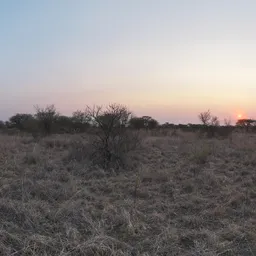 Safari Sunset