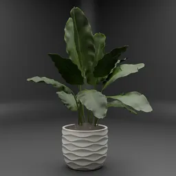 Banana Plant in Pot