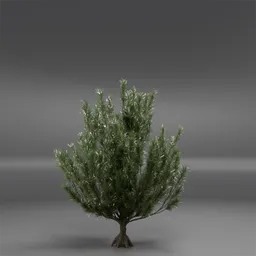 Tree Mugo Pine Animated